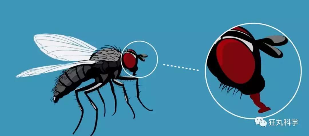苍蝇爬到吃的食物上会怎样,苍蝇会爬到哪些食物上