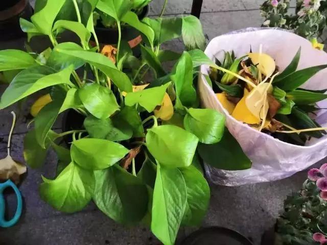 室内的花什么时候搬出去比较好,不宜室内养的5种花