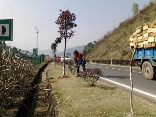 苗木施肥枯萎怎么处理,苗木施肥不当肥害