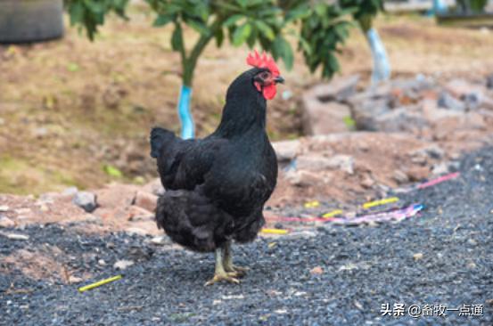 养鸡场鸡舍建设参观,现在鸡场该怎么样建