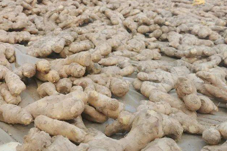 姜贱伤农!5元降至5毛,为何冻烂地里不去收?姜农:不够人工费