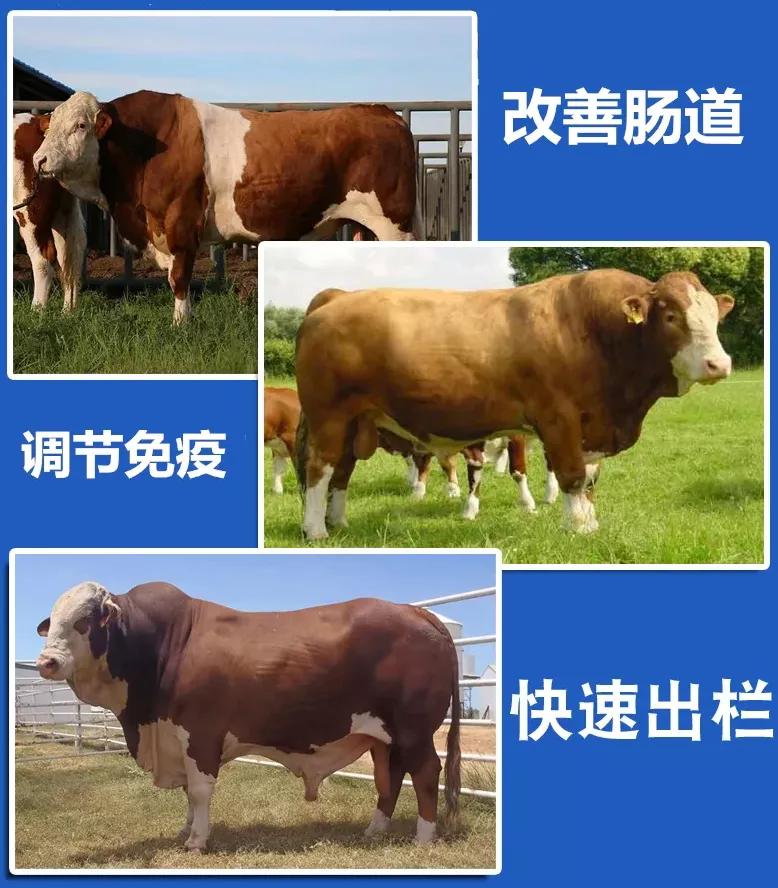 花生秧喂牛羊有什么好处?