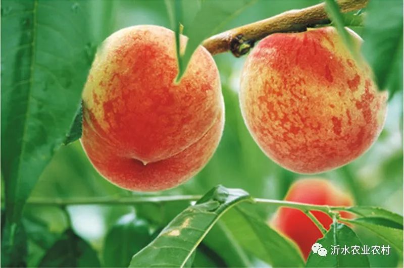 种养产业推动乡村振兴工作,我县壮大特色农业引领乡村振兴