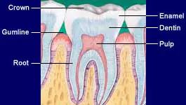 牙齿口腔知识科普,牙齿科普小知识大全牙科