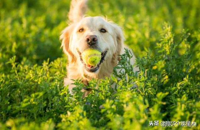 带狗狗散步为什么一直哼唧唧,狗狗散步的时候走得慢怎么回事