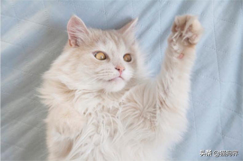 猫咪脱毛一坨一坨的掉是怎么回事,猫咪掉毛严重秃了好几块怎么办