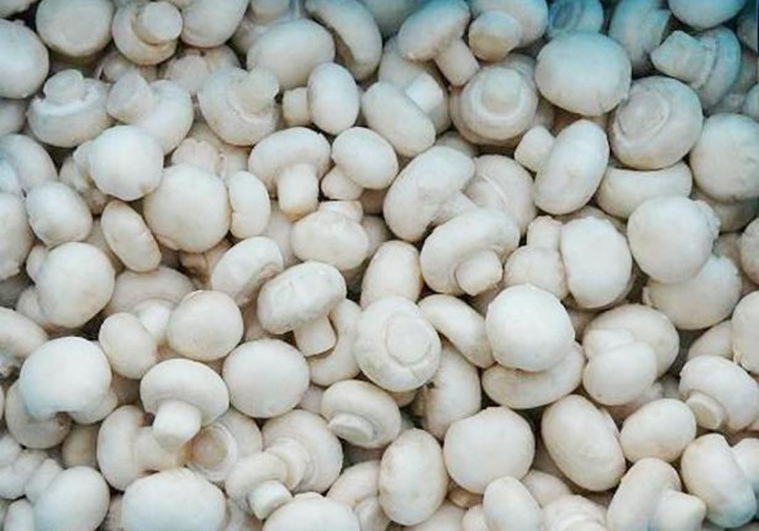 双孢菇容易感染杂菌吗,双孢菇病害有哪些