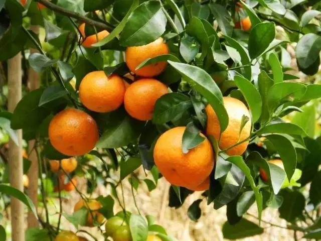 沙糖桔为什么那么容易烂,沙糖桔烂了表现出什么症状