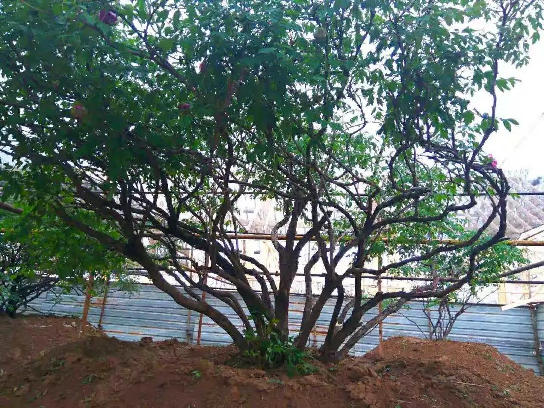 中国的国花是哪一种,中国的国花是什么时间定的