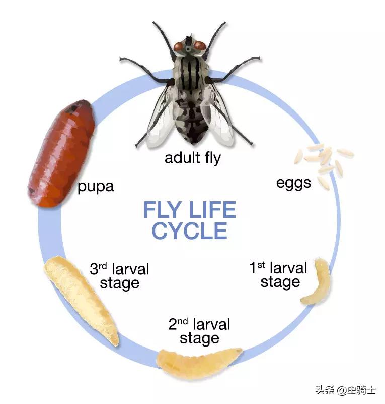海天黄豆酱为什么不生虫,东北大酱有虫子为什么
