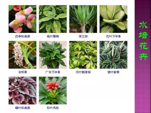花卉大全500种观叶植物名称,1332种常见花卉植物图谱