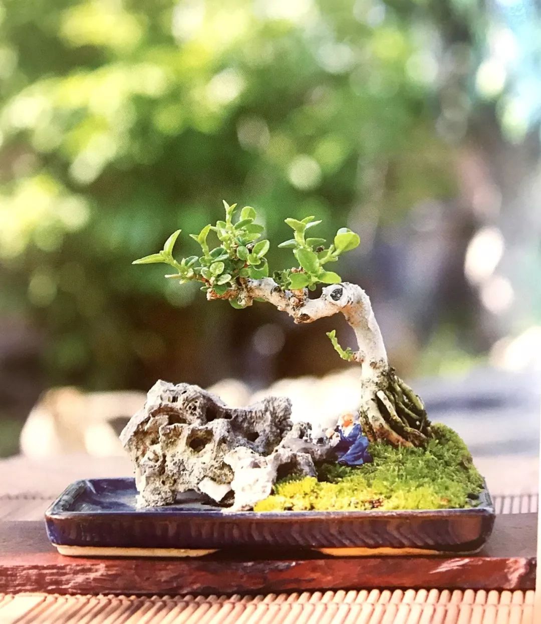 精品水旱树石盆景,什么是全旱式树石盆景