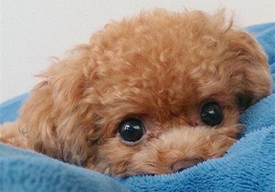 泰迪嗓子有炎症吃什么消炎好,泰迪感冒鼻子堵塞不通气怎么办