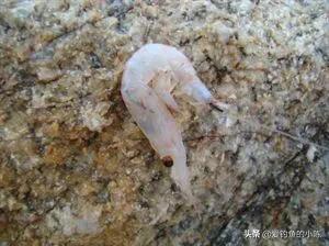 全浮游矶钓与半浮游矶钓快速转换,浮游矶钓和半浮游矶钓