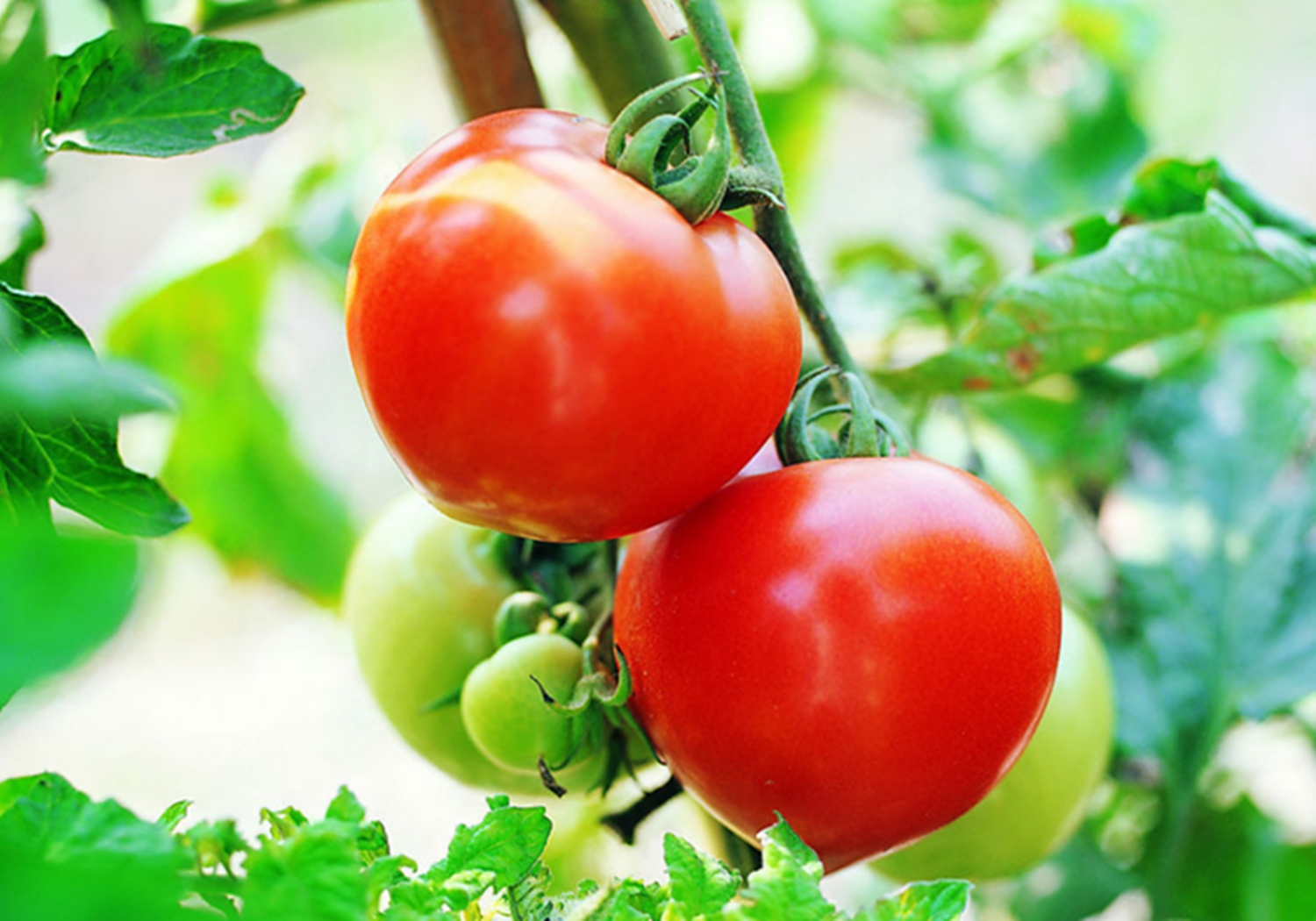 西红柿移栽的管理方法视频,西红柿移苗标准是怎样的