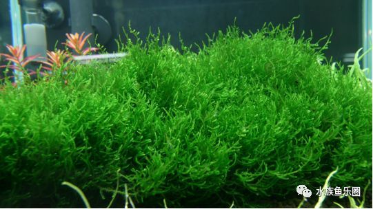 皇冠水草品种大全,亚马逊水草品种