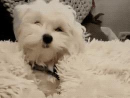 梅雨天气养狗怎样预防,梅雨季节养狗应该注意什么