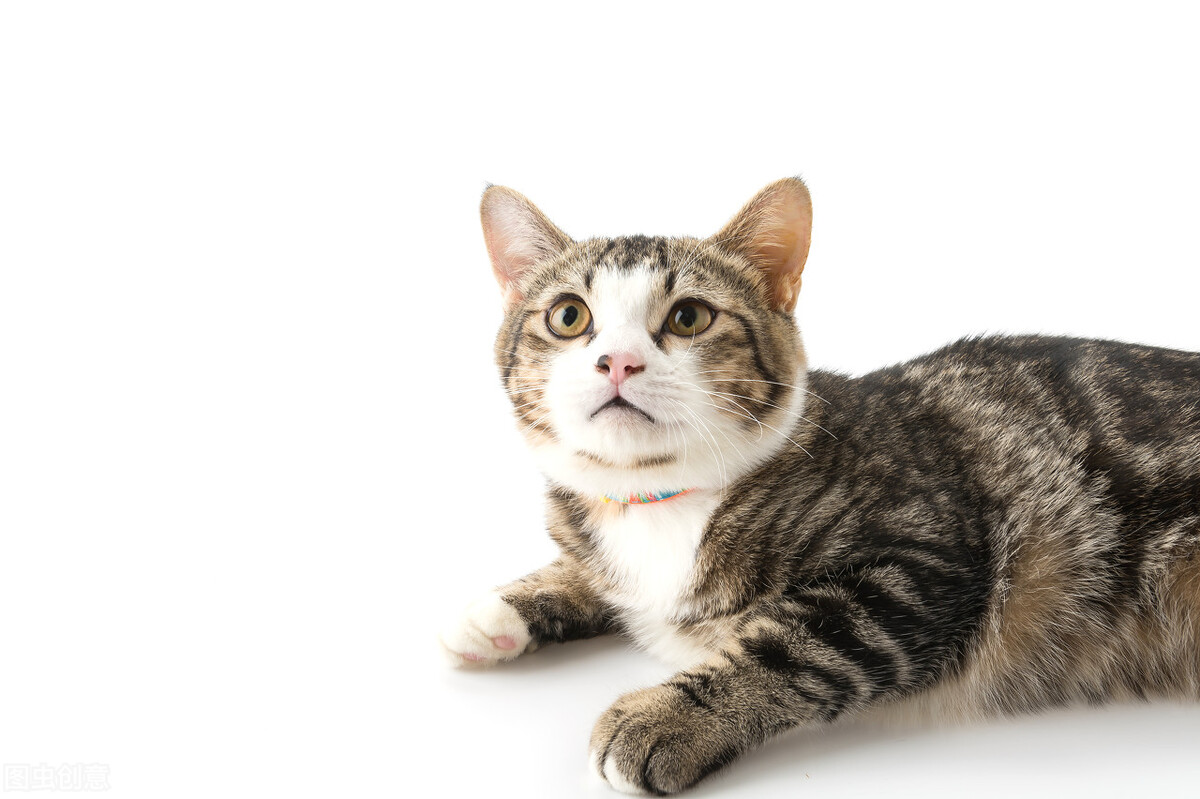 关于小学数学教育的论文范文,小学教育数学论文