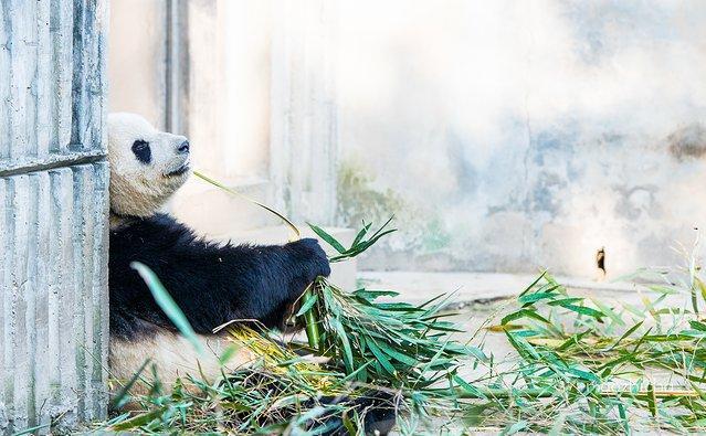 成都网红旅行攻略,四川成都新津最新网红打卡景点