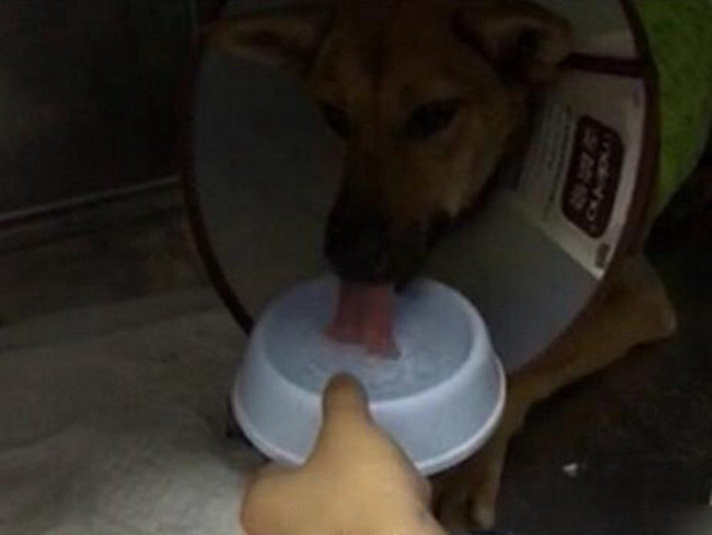 狗狗被箭射穿了最好的治疗,医生谈狗狗被箭射穿身体