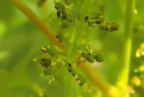 夏黑葡萄各个时间防哪些虫害,葡萄14种常见虫卵图解