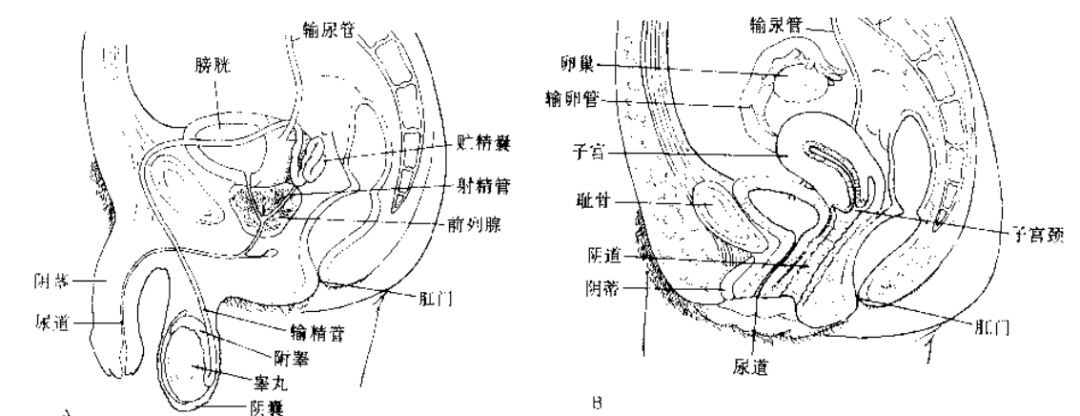 性教育启蒙怎么跟孩子说,如何跟女童谈性教育