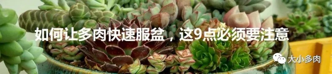 熊童子老叶干瘪新叶不长,熊童子很饱满但没有爪子怎么办