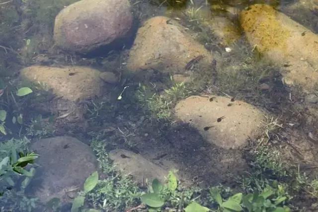 我变成了一颗石头作文三年级,三年级第5课的作文300字