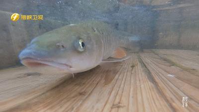 江坊村里抓河鲜,药膳罗汉品一品