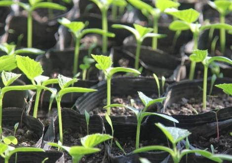 如何在网上买花苗,为什么在网上买花苗那么便宜