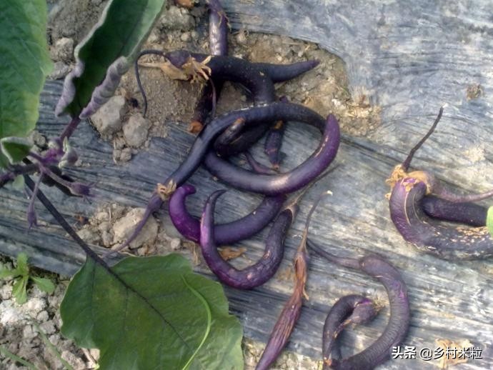 茄子灰霉病最好的杀菌剂是什么,茄子灰霉病的症状和治疗方法