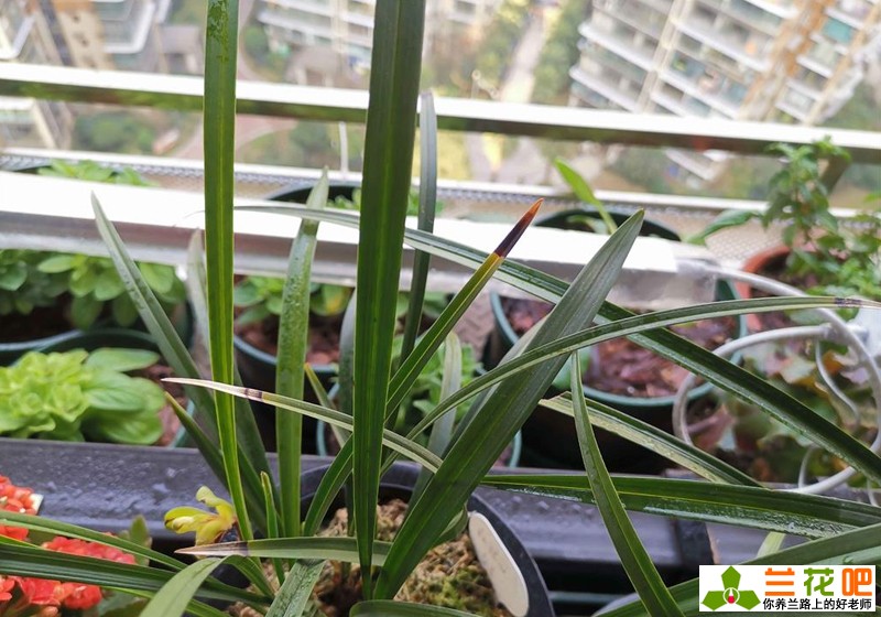 兰花黑尖和焦尖有什么区别,刚种植的兰花为什么会焦尖