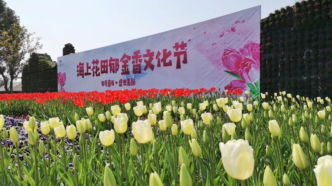 绍兴杭州湾海上花田100万郁金香等你来赏来赴一场春天的约会。