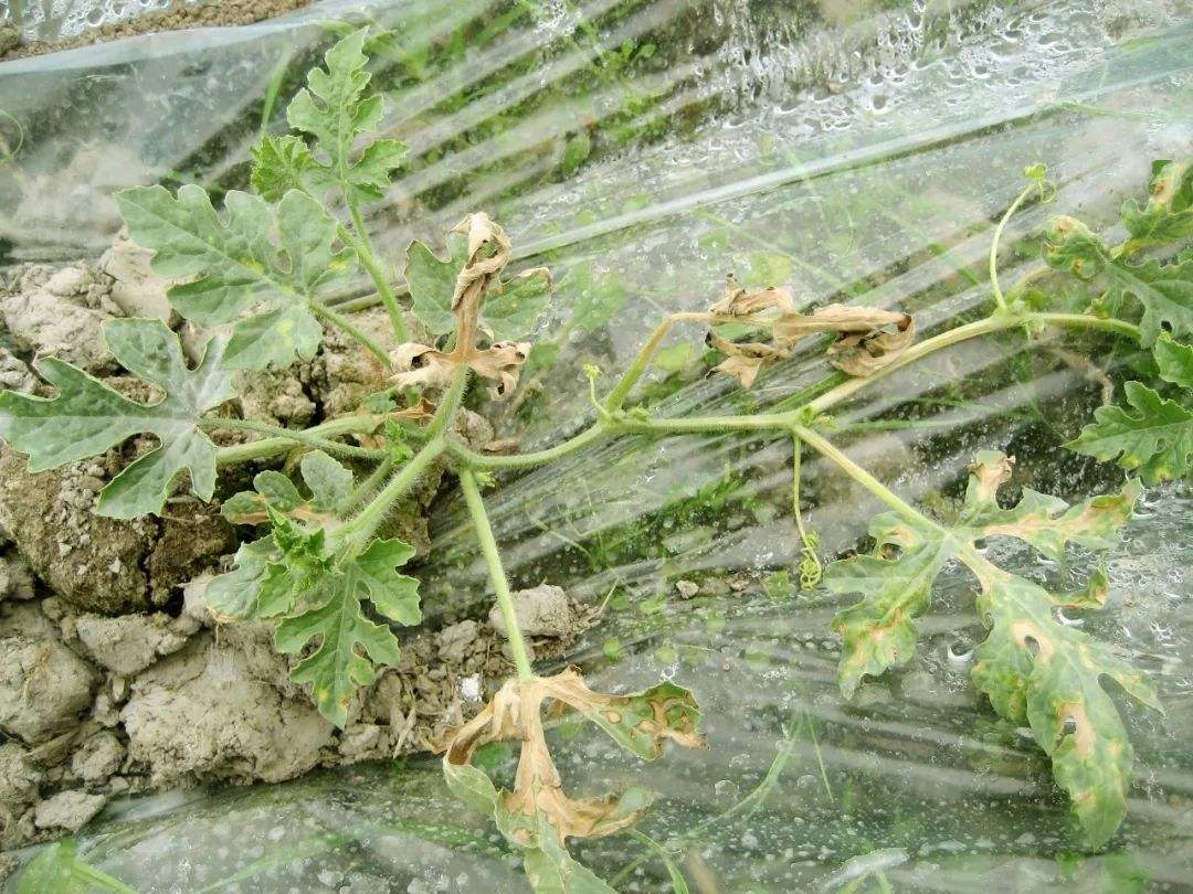 天气太热怎么防止西瓜炸裂,如何防止西瓜高温暴晒