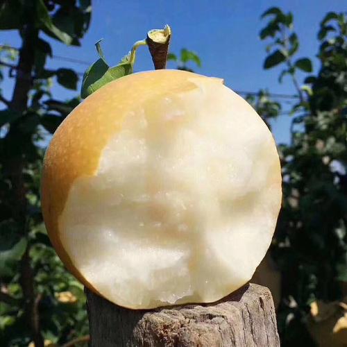 他辞去500强企业的工作,毅然决然开荒种梨,最后怎么样了