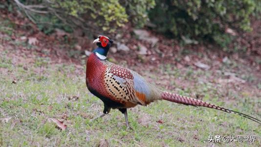 农村妇女创业做哪些项目比较好,55到65岁在农村能创业什么项目