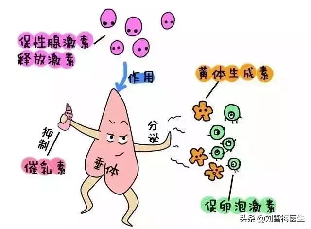 手把手教你看懂性激素六项检查单,怎样看懂性激素六项报告单孕酮