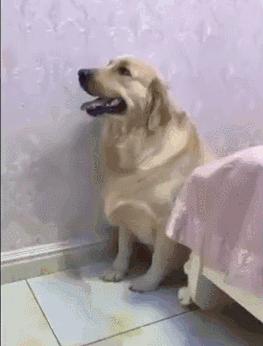 金毛不听话的惩罚,金毛犯错蹑手蹑脚说没事就变脸