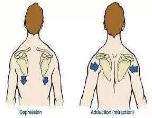 为什么很多健身动作都要收紧肩胛骨？掌握其中原理，健身才会高效