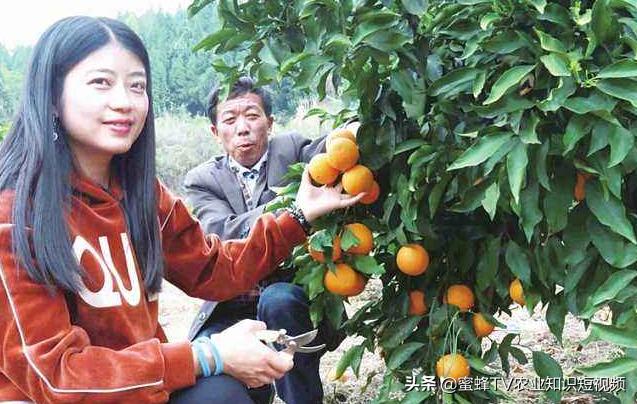 2.4-d用什么溶解,2-4d用什么来稀释