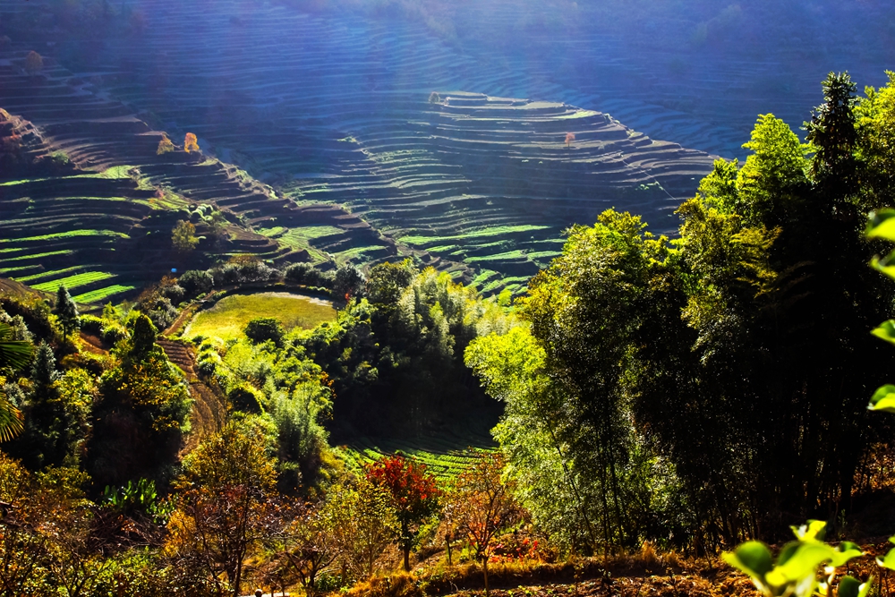 婺源篁岭梯田花海,婺源篁岭欢乐颂