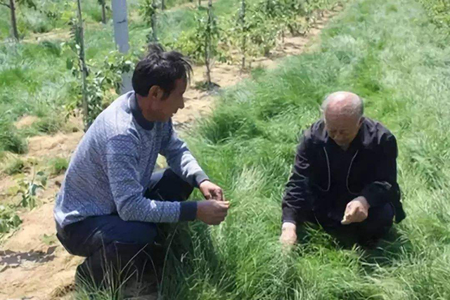 土壤肥力到底看有机质还是腐殖质,如何从土壤肥力判断土壤的好坏