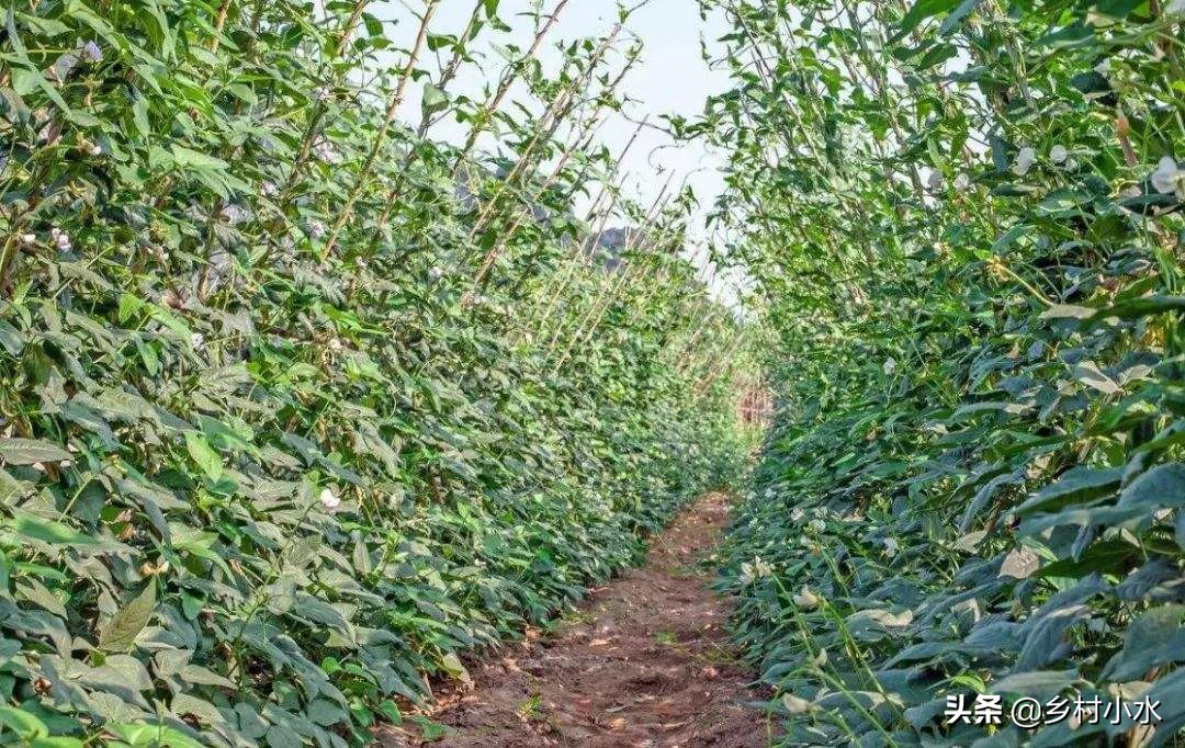 不用农药杀豆角钻心虫的方法,豆角钻心虫最佳治疗方法