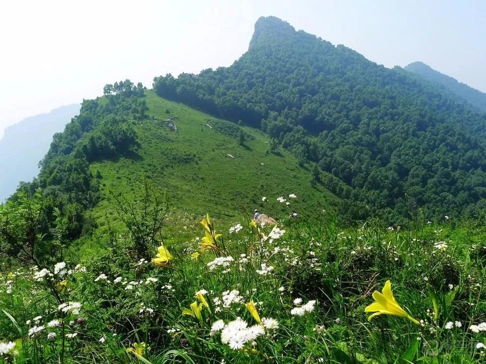 驼梁七月草原美，金莲妖娆入画里/郝贵云