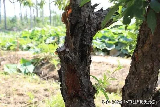 桃树流胶病症防治,桃树流胶病咋治