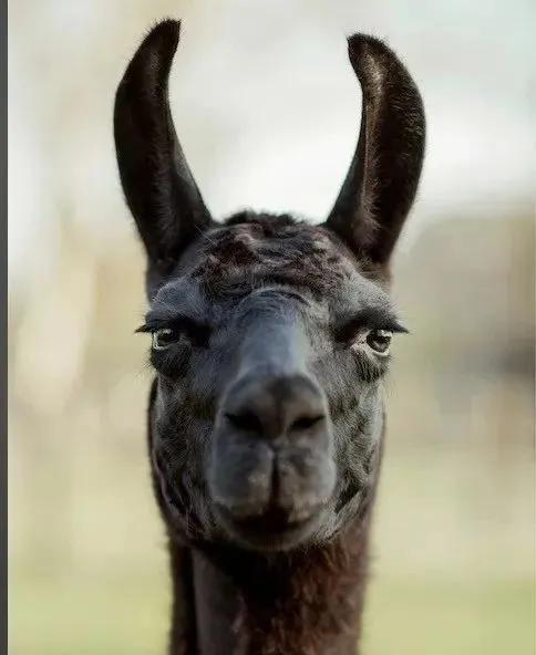 羊驼会感染新冠吗视频,羊驼消除新冠病毒