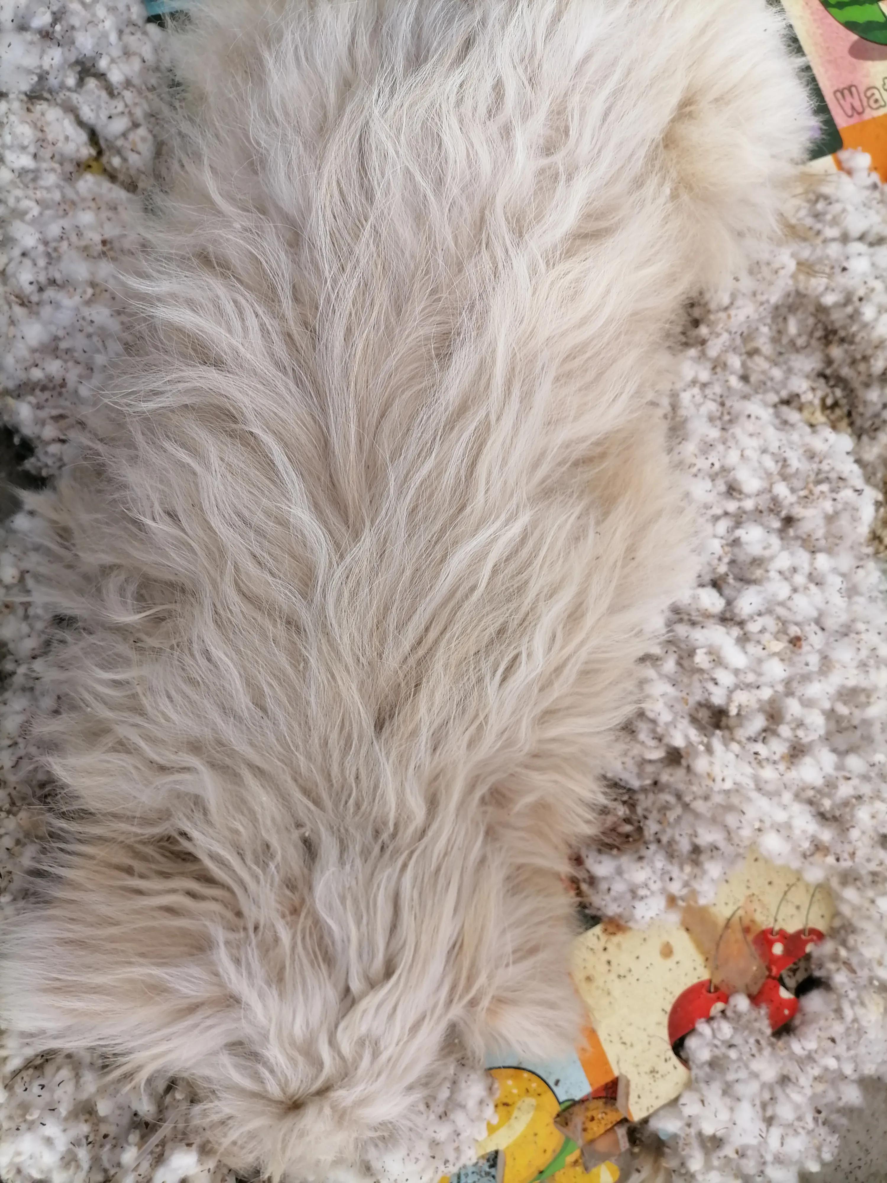 犬细小治疗心得,犬细小发病图片