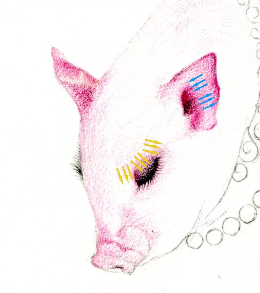 画一只简单又好看的猪,猪年的猪怎么画