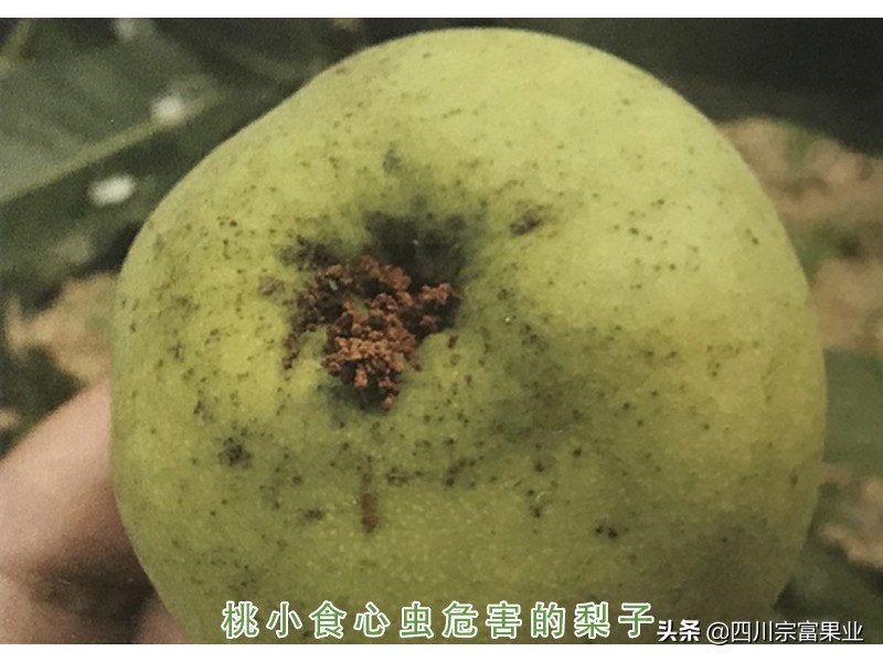 梨子得锈病,梨子树有哪些病虫害