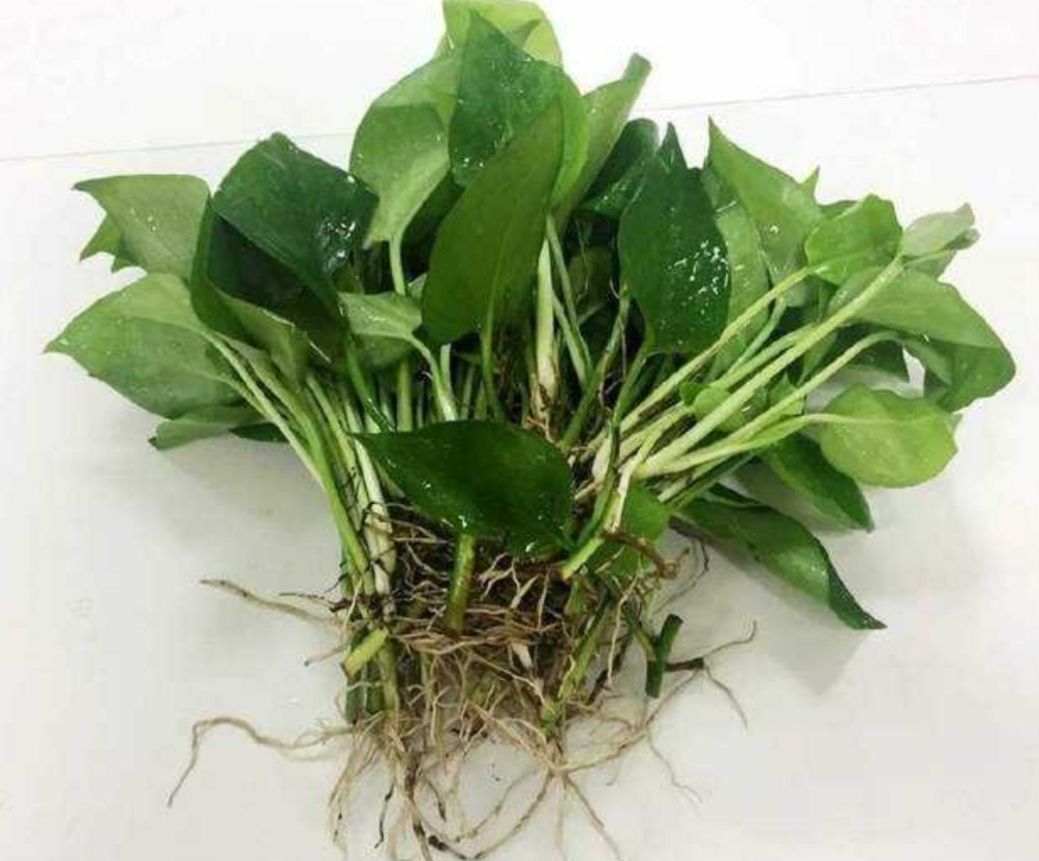 绿萝出现黄叶和烂根怎么处理,绿萝烂根黄叶的原因及解决方法